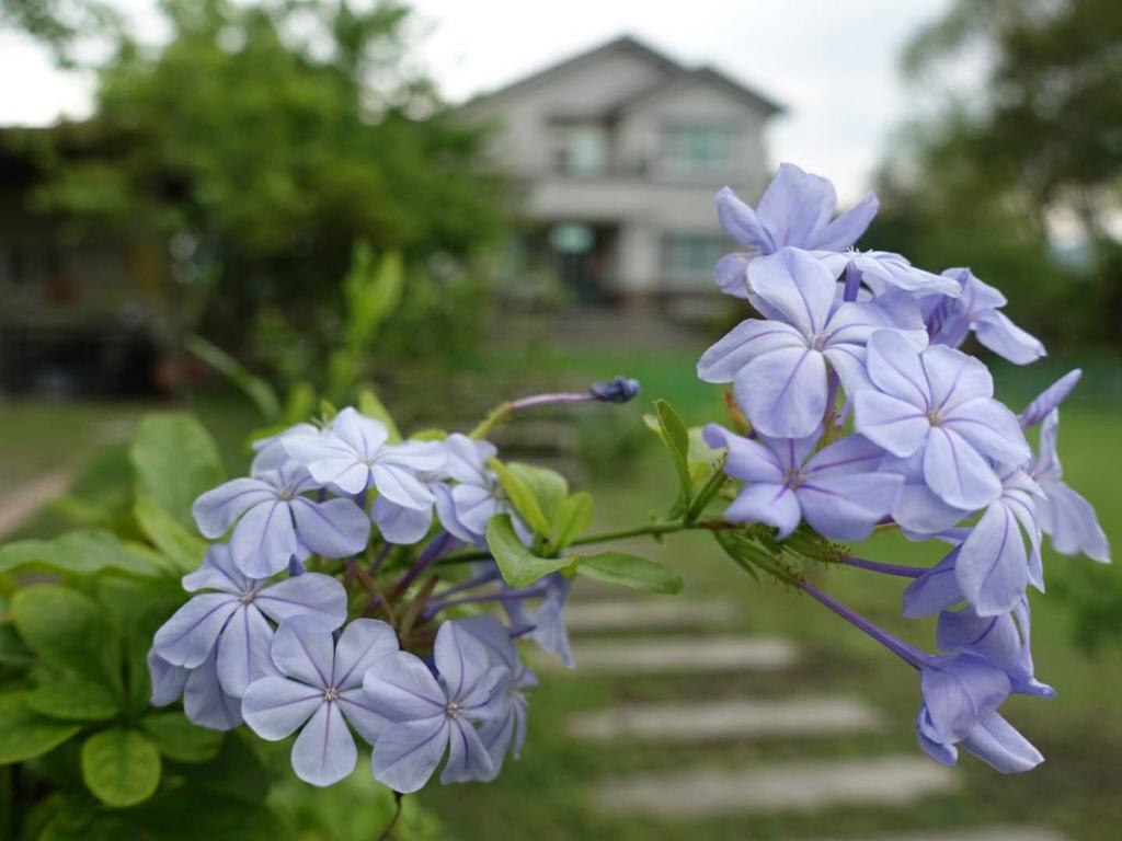 Oliver Tree B&B Fenglin Exterior photo